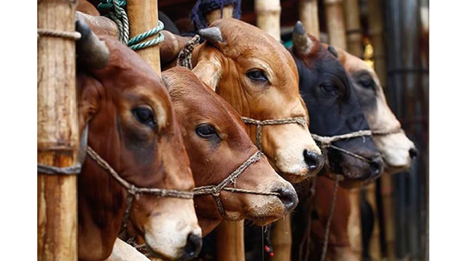 হাটে সুস্থ গরু চেনার উপায় জেনে নিন